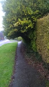 Clearing a footway in Sidmouth