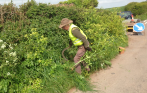 man cutting back weeds on devon country road