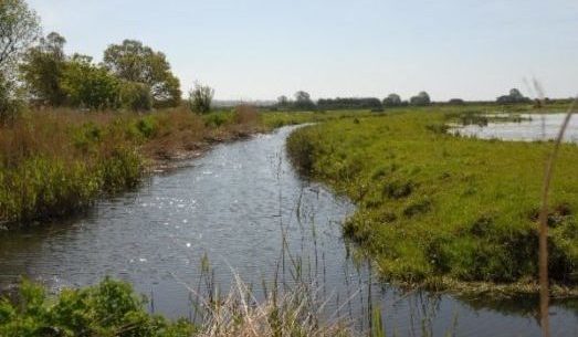 A river flowing through marshland