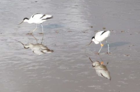 Two birds feeding in wet sand