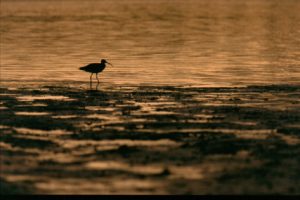 Curlew at sunset