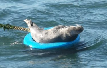 Seal lounging on mooring