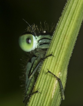 'I'm shy!' Damselfly peeping taken by Tony Nixon • <a style="font-size:0.8em;" href="http://www.flickr.com/photos/27734467@N04/23663229381/" target="_blank">View on Flickr</a>