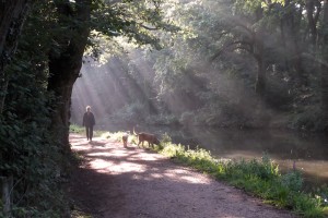 Dog walking at Snakes Wood. 