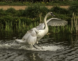 Juvenile Swan, landing on the canal, taken from my garden! - Anthony Nixon