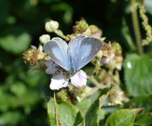 Powder Blue - Hazel Morrell