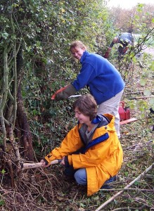 hedgelaying3[1]