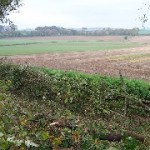 hedgelaying9[1]