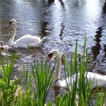 swans[1]