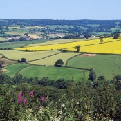 Countryside Near Sidmouth