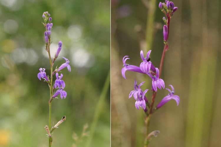 Heath Lobelia - East Devon National Landscape