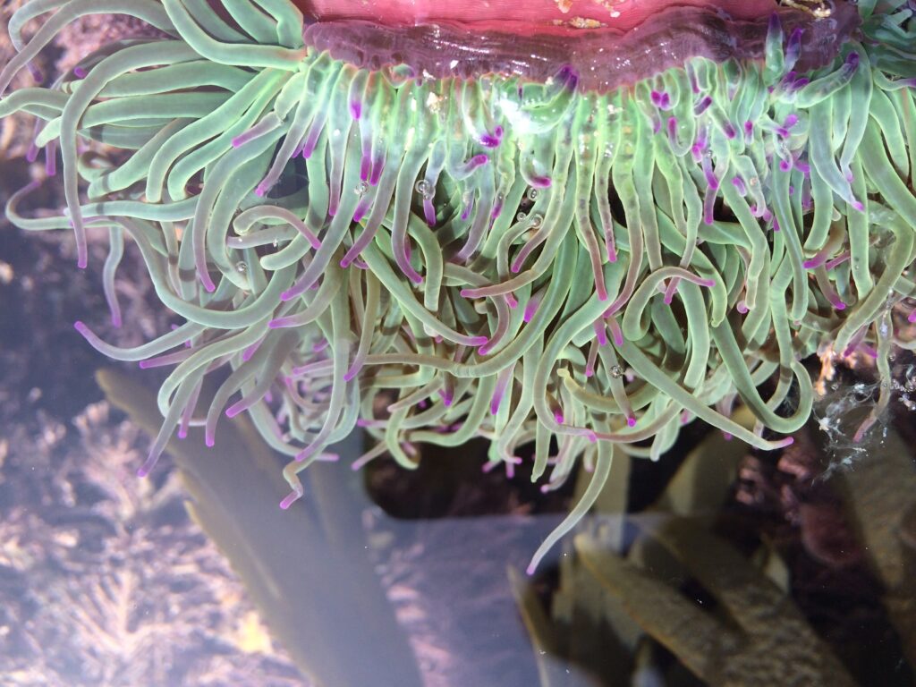 Snakelocks anemone