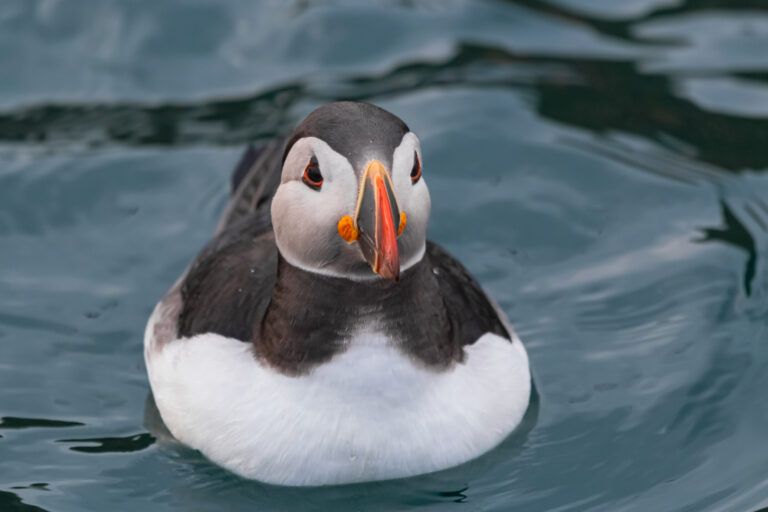 A puffin bobs on dark blue water, facing the camera. The top of the puffins head, back and wings are black, and the bottom is white. The distinctive orange marked bill is visible.