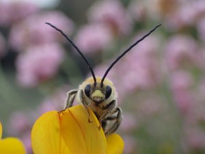 A long-horned bee peers over the top of a yellow flower petal against a blurred backdrop of green and pink vegetation. The bee faces the camera head on, clearly showing two very long black antennae. The bee has black eyes and a black bandit marking across both yes as well as black legs. The rest of the bee's head is honey yellow. The bee appears to be fluffy.