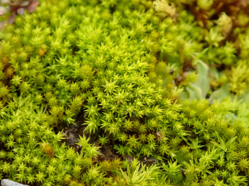 Rabbit moss