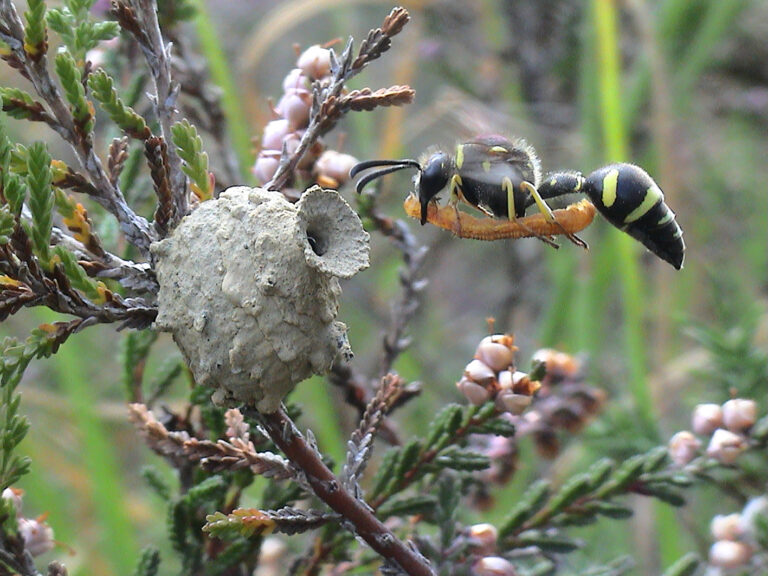A heath potter wasp is in flight with an orange caterpillar in its mouth. The wasp is just reaching it's nest 'pot' that is attached to some woody vegetation against a blurred green background. The pot is shaped like a vase with the round circular base attached to the small branch before going into a narrow neck and widening slightly at the opening. The nest pots surface is light grey-brown and uneven. The heath potter wasp itself is all over black with yellow stripes across its body (from side to side not rear to front). It has a pointed teardrop abdomen, long slim body, getting wider towards the head, The head has large black mouthparts, black eyes and thick black antennae. The wings are only visible by a clear blur above teh wasp. Six yellow legs with black feet dangle below the body of the wasp.