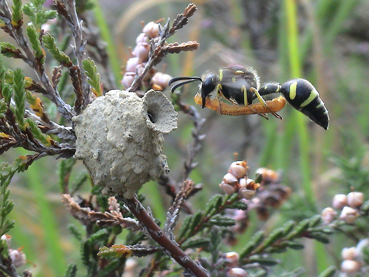 A heath potter wasp is in flight with an orange caterpillar in its mouth. The wasp is just reaching it's nest 'pot' that is attached to some woody vegetation against a blurred green background. The pot is shaped like a vase with the round circular base attached to the small branch before going into a narrow neck and widening slightly at the opening. The nest pots surface is light grey-brown and uneven. The heath potter wasp itself is all over black with yellow stripes across its body (from side to side not rear to front). It has a pointed teardrop abdomen, long slim body, getting wider towards the head, The head has large black mouthparts, black eyes and thick black antennae. The wings are only visible by a clear blur above teh wasp. Six yellow legs with black feet dangle below the body of the wasp.