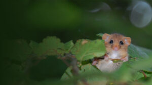 Dormouse