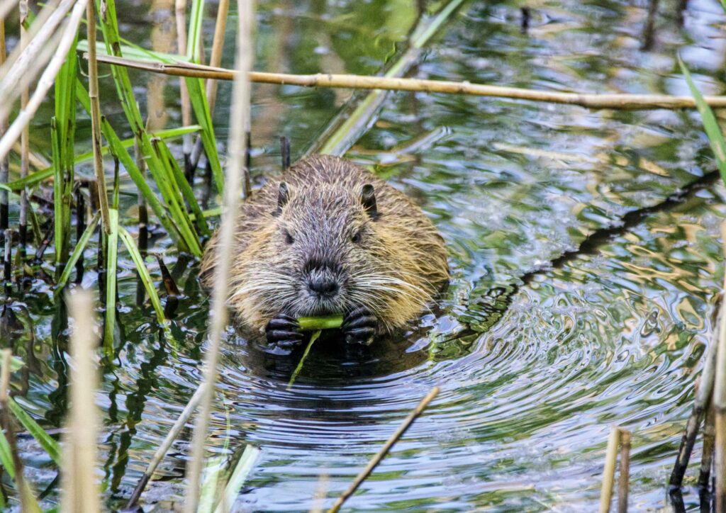 Beaver, Svetozar Cenis - Unsplash