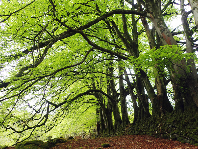 A dense row of large beech trees stands on the right of the frame, interconnected at the base by a steep-sided, mossy bank. The vivid green foliage of the beech trees blocks all views of the sky. The path below is covered with dead, brown leaves and is bordered on the left by moss rocks.