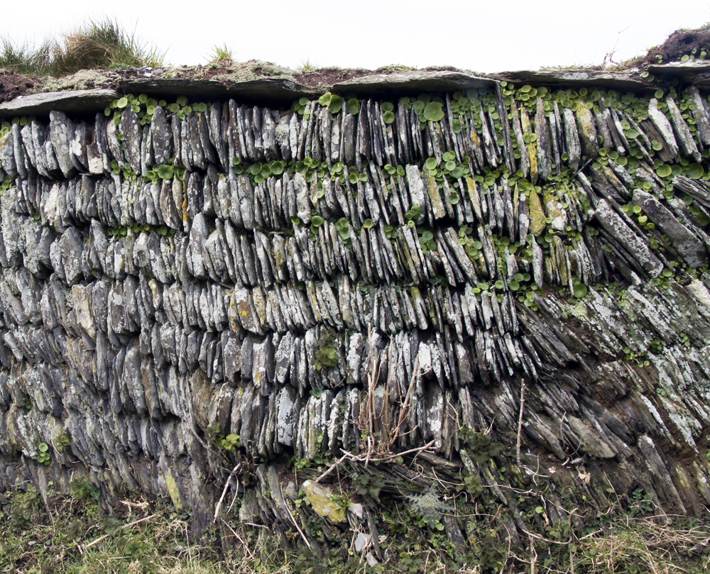 Many, various-sized thin grey rocks are piled in rows with the thin-edge facing outward, along a steep bank. Many of the rocks are covered with lichen and plants are beginning to grow through the gaps in between the rocks vertical surface as well as on the top of the bank.