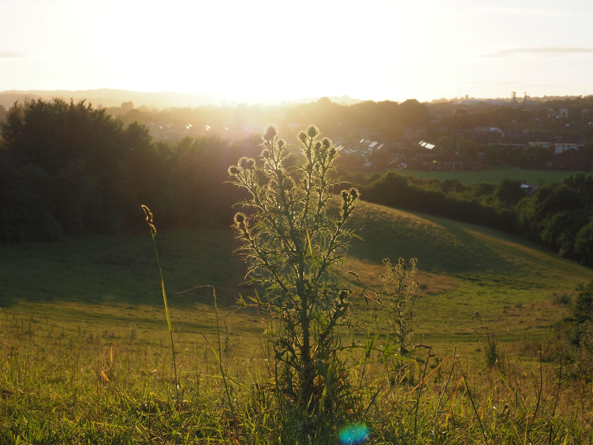 A tall thistle is silhouetted against a setting sun within a steeply sloping field bordered with trees. In the distance buildings and other city structure can be seen.