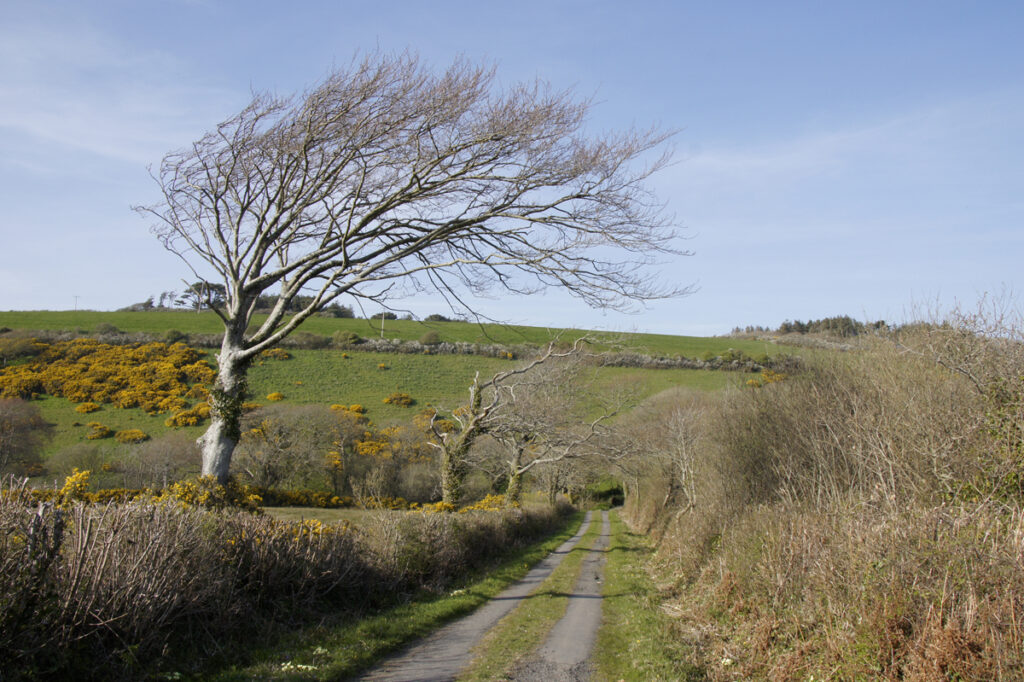 A grey track runs down the centre of the photo with grey-brown shoulder height hedge either side and windblown trees dotted along the hedge. In the foreground is a grassy hill with blue skies.