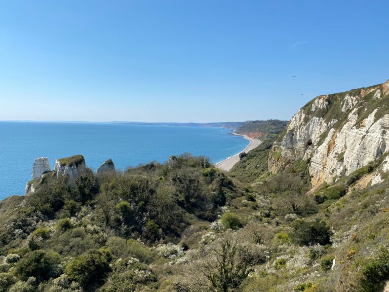 Landscape view of white cliffs to the right of the frame, sea to the top left, branscombe beach to the top right and sky in between. At the bottom of the frame is the foreground of the photo why is green, dry coastal scrub and trees.