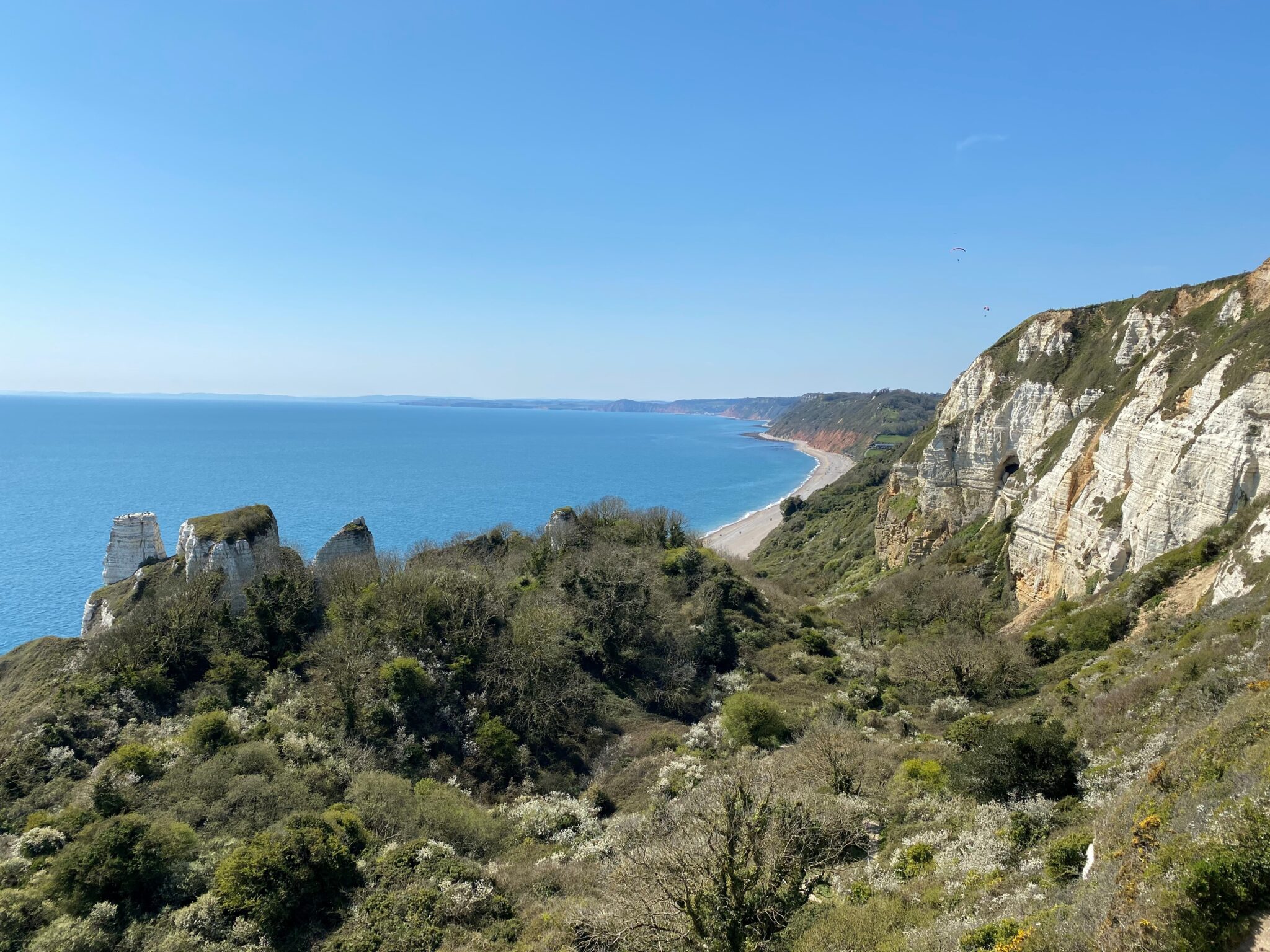Landscape view of white cliffs to the right of the frame, sea to the top left, branscombe beach to the top right and sky in between. At the bottom of the frame is the foreground of the photo why is green, dry coastal scrub and trees.