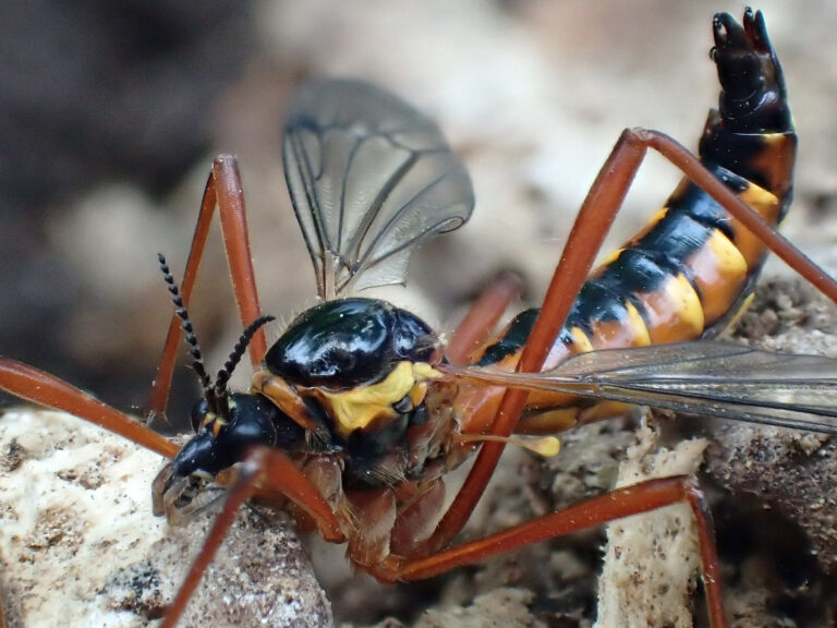A cone-horn cranefly sits on a rock with a blurred rocky background. The cranefly has a thick, long abdomen that curves up in a similar shape to a scorpion with golden yellow sides and a central black stripe. These markings continue on the round, circular body and end in small all-black head with pointy mouth parts, clearly segmented antennae, and non obvious black eyes. The clear wings protrude either side of the fly, as do the very long orange-brown legs that sharply bend in the middle to hold the fly in place.