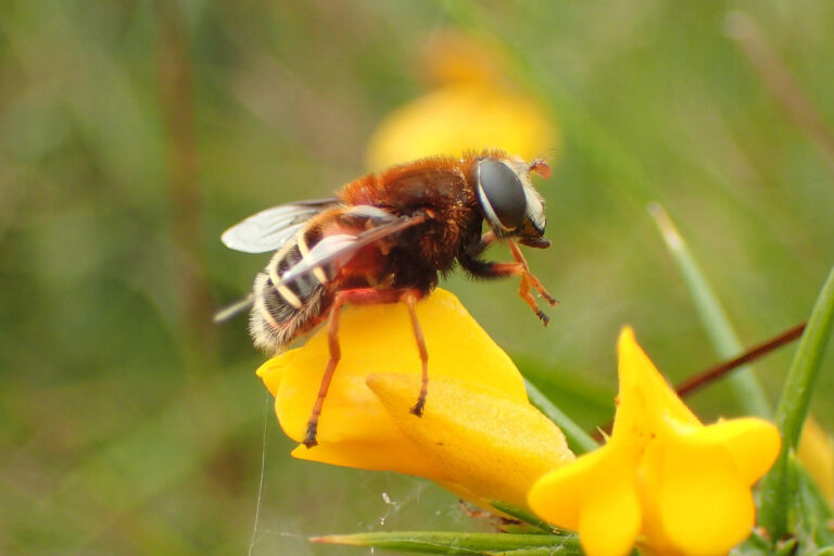 The bog hoverfly sits on the yellow flower of gorse. It is facing to the right rubbing its two forelegs together and has reddish-brown legs and furry chest. Its abdomen is yellow and grey stripes, shaped to a point towards the bottom of the fly. The two wings are clear and lie to either side of the fly. The background is blurred green vegetation with two more yellow gorse flowers.