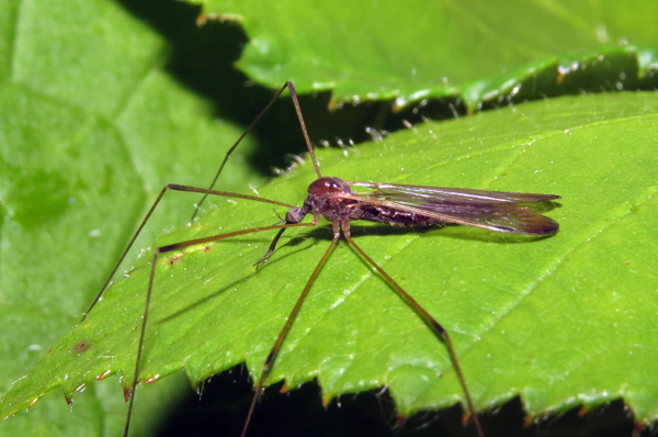 A spanish snout cranefly sits on a broad jagged leaf with other leaves from the same plant in the background. The fly has very long skinny brown legs with a bend halfway down. The clear wings lie flat against a very slim brown abdomen that connects to a globular body leading to a tiny but circular head with a long thin snout at leas three times the length of the head.