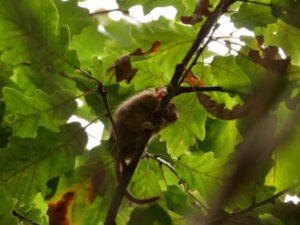 A hazel dormouse climbs along a small branch against a background of green oak leaves. The image appears to have been taken from below with the dormouse silhouetted against the leaves. The golden brown of its fur can be seen around the edges of the dormouse. Four pink feet are visible clinging onto the branch and the furry brown tail can be seen held up behind the dormouse as if for balance. The mouse is looking to the right indicated by its pink nose and furry left ear.