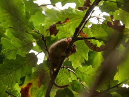 A hazel dormouse climbs along a small branch against a background of green oak leaves. The image appears to have been taken from below with the dormouse silhouetted against the leaves. The golden brown of its fur can be seen around the edges of the dormouse. Four pink feet are visible clinging onto the branch and the furry brown tail can be seen held up behind the dormouse as if for balance. The mouse is looking to the right indicated by its pink nose and furry left ear.