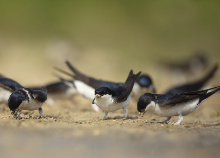 A group of house martins gathered on the ground