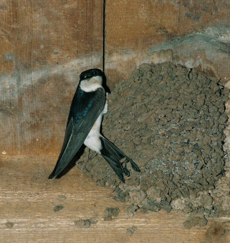House martin by its nest in a wooden roof of a barn.