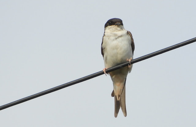 A house martin sits on a black wire against a grey sky. The bird is facing the camera and has the front of its body visible. The top half of its head, its eyes and beak is black. Its underbelly and bottom of tail is white.