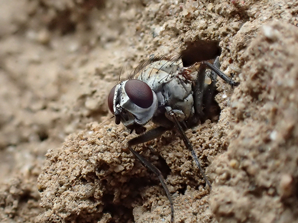 A satellite fly is partially emerged from a burrow in a dirt bank that takes up the background. The fly is an all over pale grey colour with dark hairs along its body and black legs. The abdomen and wings of the fly are not visible. The head is the same colour as the body with large red-brown eyes.