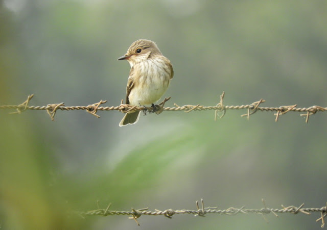 The spotted flycatcher sits on a horizontal stretch of barbed wire against a blurred green and grey background. The bird is facing the camera but has its head turned towards the left. It is a small bird with pale brown head, cheeks, wings and back. Its neck and underbelly are white with grey streaks. The bird has black eyes and a pale eye ring, as well as a pointy black beak.