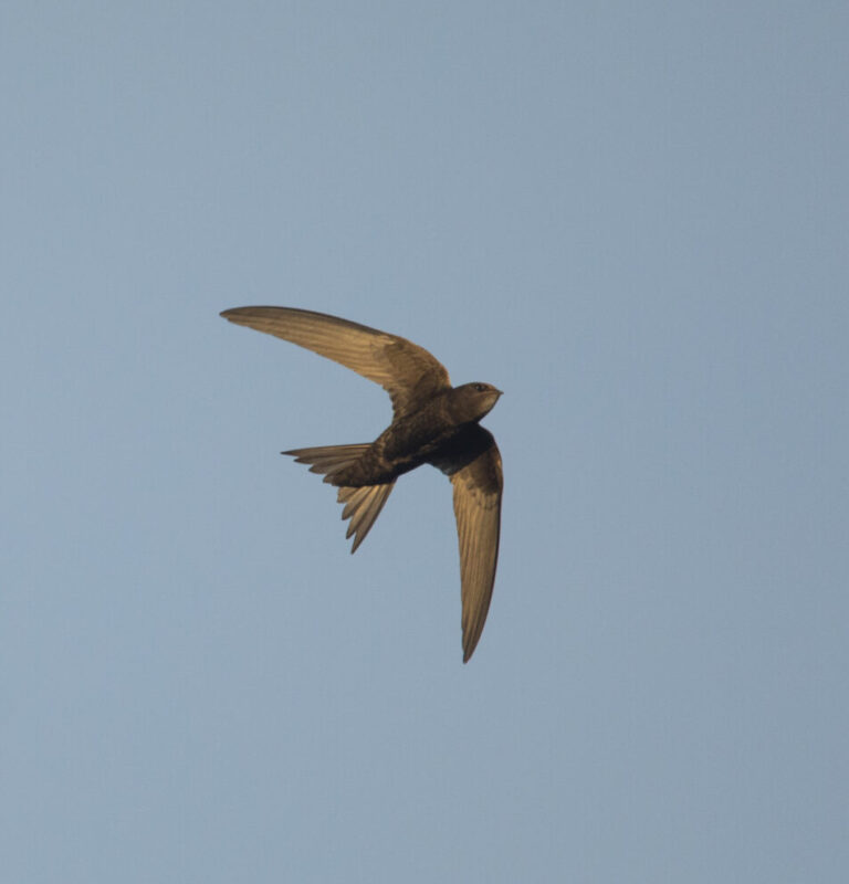 A brown swift flying above, with blue sky behind.