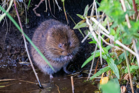 Water Vole (Arvicola amphibius)