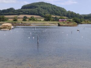 Seaton wetlands - Sarah Alsbury