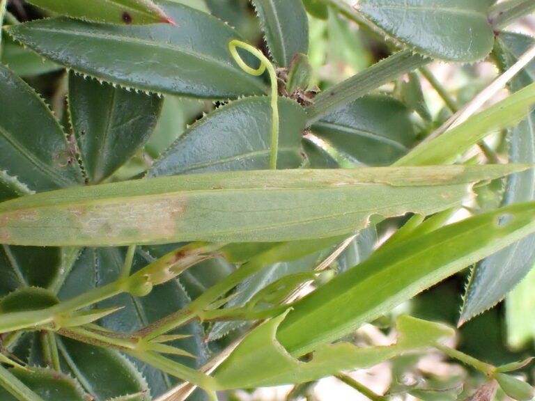 Photograph of white pea moth larvae feeding signs. A large blade of grass with rounded nibbled edges at the end and dried brown patches along the length is in the foreground. The background shows various, unidentifiable green stems.