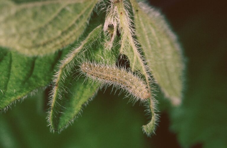 A very fluffy moth caterpillar crawls from one very fluffy green leaf to another. The larvae itself is pale brown- beige with a lighter central stripe running vertically down it's body.