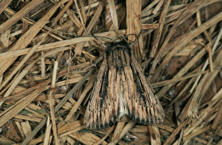 A devonshire wainscot adult moth is seen resting on small, dry twigs. The moth has light brown-beige wings with dark brown edges and central stripe on each of the outer wings. The small strip of inner wing that is visible is off-white. The upper outer wings and head are dark brown going to black at the very front of the moth.