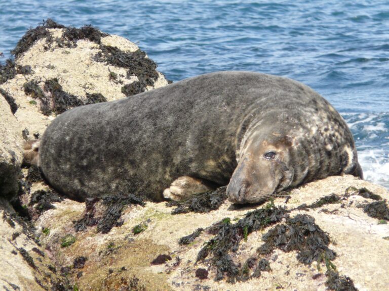 Large grey seal lies facing the camera on a pale rock with blue sea in the background. The seal is all over dappled grey with the dominant colour being dark grey, except on the head which has a mix of grey and light brown splodges. The head is long with a long wide snout and half-closed black eyes. The tail is not visible and only one flipper is visible to the left of the seal which is also dark grey but white at the edges.