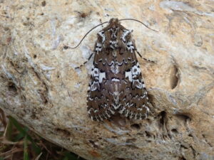 A striking brown and white patterned adult moth rests on a pale stone. The moth is fairly large with a rectangular outline that ends with a small head at the top of the photo and two round wing ends at the bottom. The moths base colour is a dark brown with mirrored mottled white and black patterns on each wing. There are two long, thin antennae at either side of the head.
