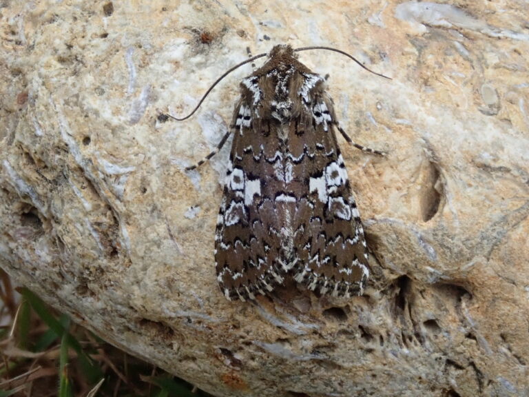 A striking brown and white patterned adult moth rests on a pale stone. The moth is fairly large with a rectangular outline that ends with a small head at the top of the photo and two round wing ends at the bottom. The moths base colour is a dark brown with mirrored mottled white and black patterns on each wing. There are two long, thin antennae at either side of the head.