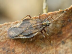 Apple lacebug (C) Boris Loboda