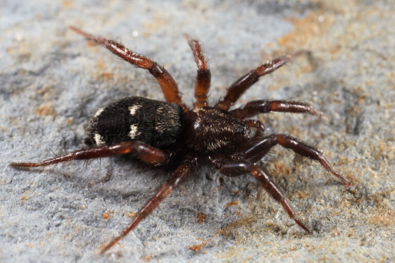 Against a grey fuzzy background, the moon spider is in the centre of the photo facing to the right. It has eight shiny, red-brown legs, a furry black abdomen with two broken stripes towards the rear, and the body is a shiny, hairy very dark brown-black. The head is not clearly visible but appears to match the main body.